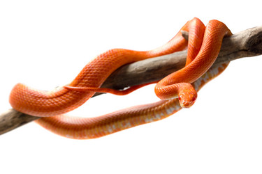 Similar image 11486532