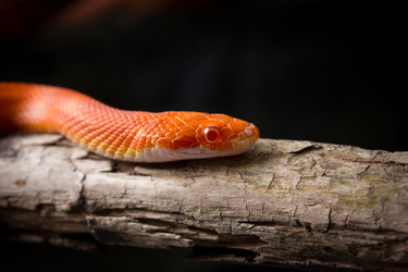 Similar image 11486542