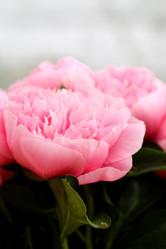 Similar image 11487106