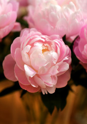 Similar image 11487108