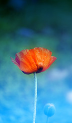 Similar image 11496869