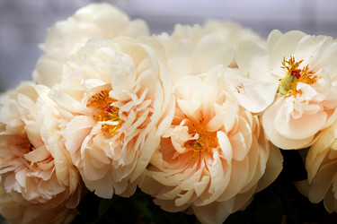 Similar image 11496832