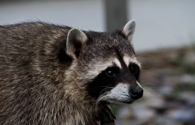 Similar image 11493124