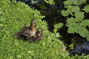 Similar image 11492708