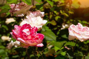 Similar image 11494839