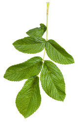 Similar image 11494544