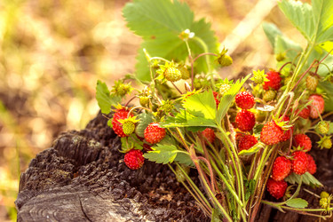 Similar image 11496966