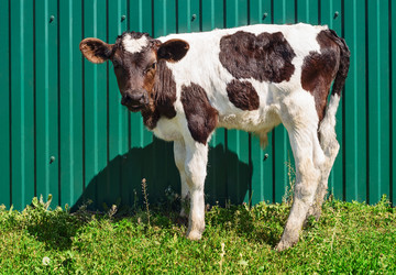 Similar image 11497267