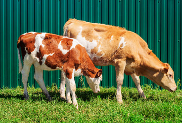 Similar image 11497268