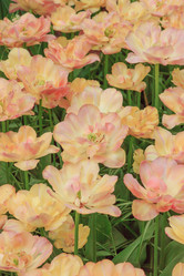 Similar image 11501049