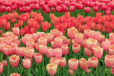 Similar image 11501066