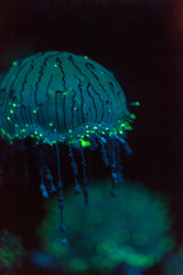 Similar image 11502016