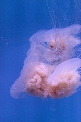 Similar image 11502023