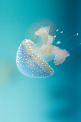 Similar image 11502025