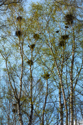 Similar image 11501819