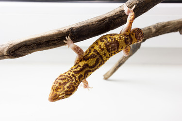 Similar image 11503288