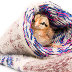 Similar image 11510726