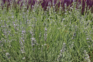 Similar image 11509408