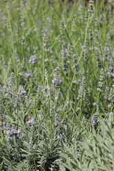 Similar image 11509409