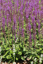 Similar image 11509410