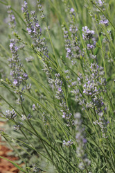 Similar image 11509456