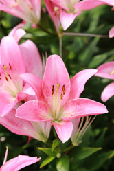 Similar image 11509479