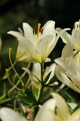 Similar image 11509503