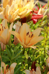 Similar image 11509516