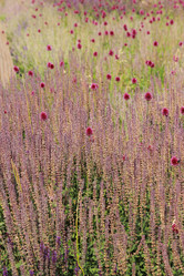 Similar image 11509606