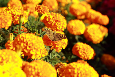 Similar image 11509437