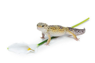 Similar image 11617114