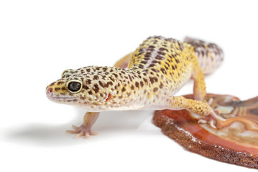 Similar image 11617151