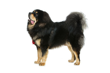 Similar image 11617761