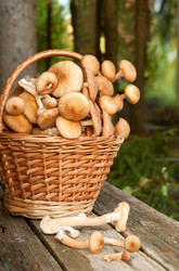 Similar image 11510720