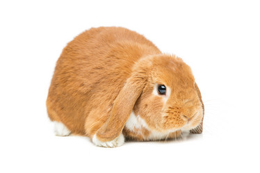 Similar image 11617455