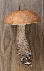 Similar image 11512715