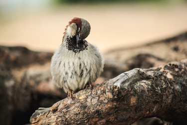 Similar image 11512418