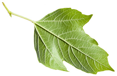 Similar image 11770308