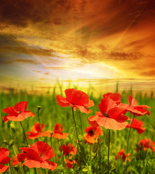 Similar image 11753941