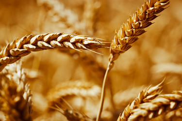 Similar image 11768484