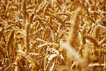 Similar image 11768485