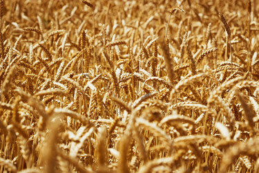 Similar image 11768487