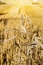 Similar image 11768369