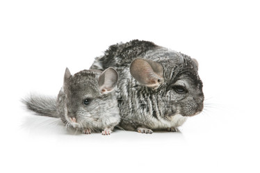 Similar image 11802603