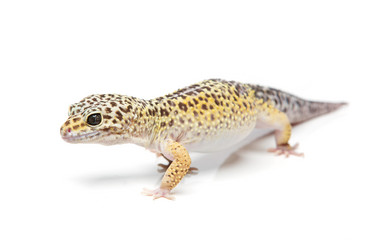 Similar image 11802606