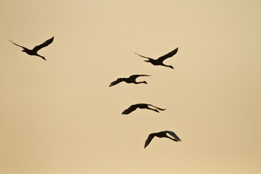 Similar image 11797080