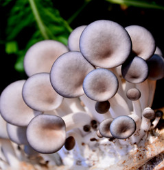 Similar image 11797265