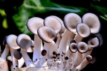 Similar image 11797306