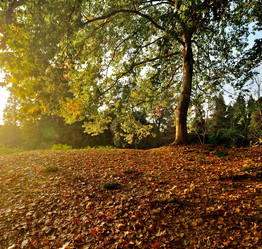 Similar image 11798044