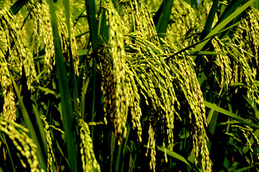 Similar image 11794896